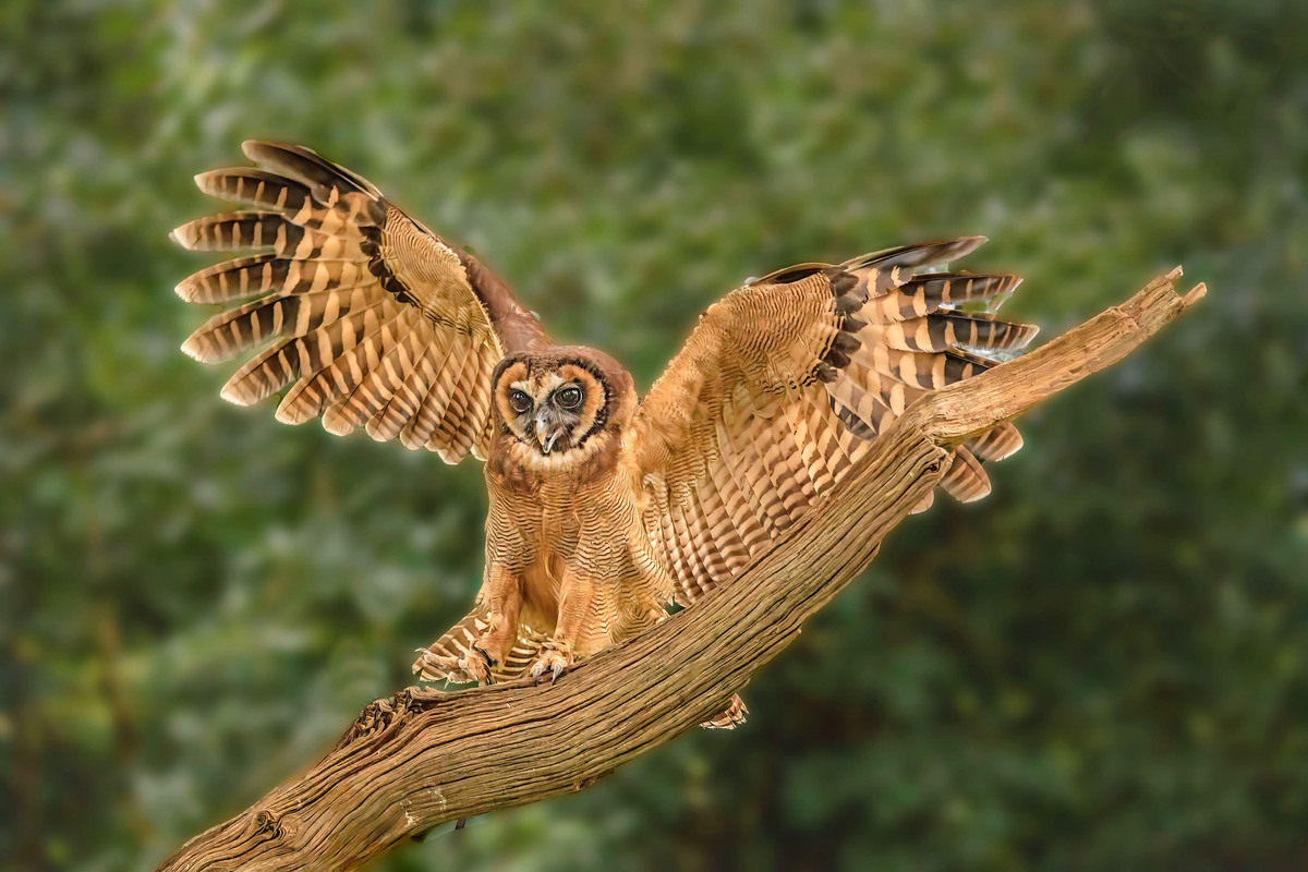 9 Val tawny owl